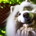 Samsky : le croisement Husky x Samoyède révélé !