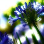 Agapanthe : conseils pour un jardin éblouissant 🌼