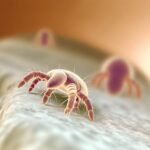 Comment éliminer les mites de poussière efficacement ?