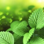 Découvrez les secrets de la colina josta pour votre peau