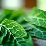 Les dangers cachés du moringa : ce qu'il faut savoir