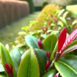 Les inconvénients du photinia : ce que vous ignorez !