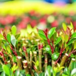 photinia taille Photinia taille : les secrets pour un jardin éclatant